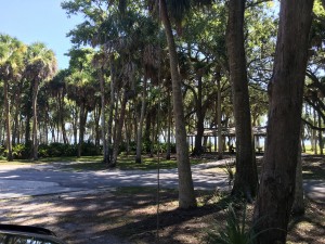 Manatee Hammock 2